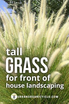 tall grass for front of house landscaping with text overlay that reads tall grass for front of house landscaping