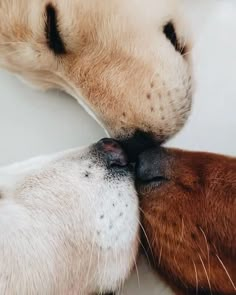 two brown and white dogs are kissing each other