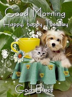 a dog and cat are sitting on a table with flowers in front of them, the caption reads good morning happy tuesday