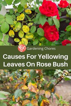 Causes of Yellow Leaves on Rose Bush Rose Diseases Leaves, Trim Rose Bushes, Soil Nutrients, Rose Diseases, Rose Growing