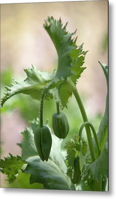 a close up of a green plant with leaves and flowers in the background metal print by panoramic images