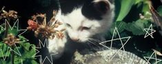 a black and white cat sitting on top of a rock next to some plants with stars in the background