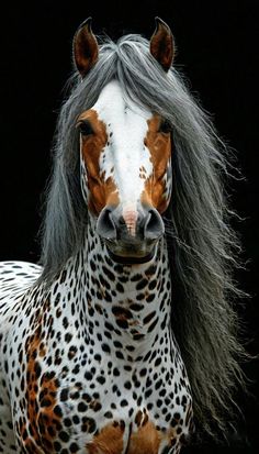 a brown and white horse with long hair on it's head, standing in front of a black background