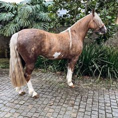 a brown and white horse standing on top of a brick road