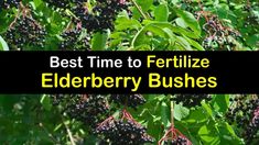 elderberry bush with the words best time to fertiilize elderberry bushes