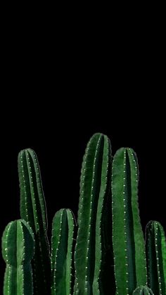 a group of green cactus plants against a black background