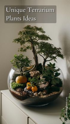 a bonsai tree in a glass bowl on top of a white dresser with text overlay reading unique terrarium plants ideas