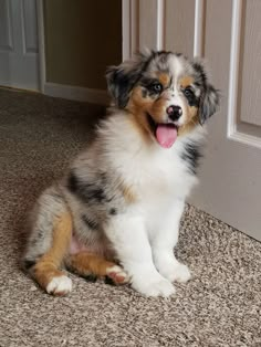 a small dog sitting on the floor with its tongue out