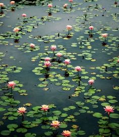 pink water lilies floating on top of green lily pads in a body of water