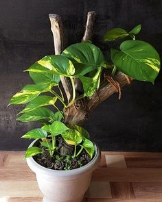 a potted plant sitting on top of a wooden table