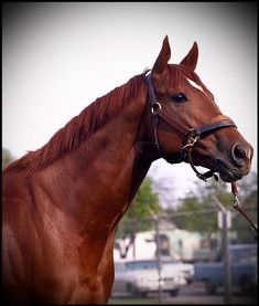 a brown horse standing on top of a lush green field next to a parking lot