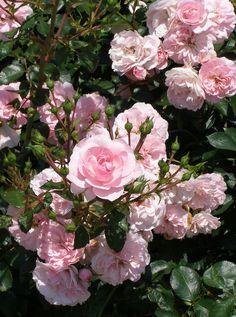 pink roses are blooming in the garden