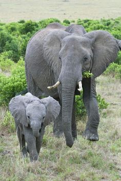 an adult elephant and two baby elephants walking in the grass