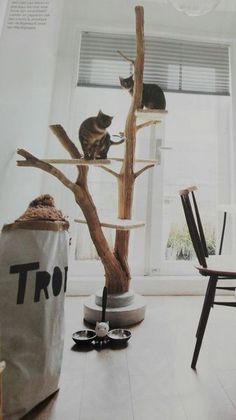 a cat sitting on top of a tree in a living room next to a window