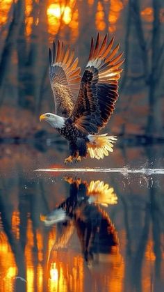 an eagle is landing on the water with its wings spread and it's reflection in the water