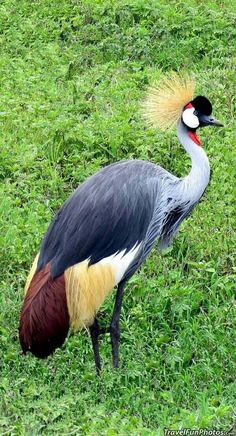 a large bird with yellow and red feathers standing in the grass