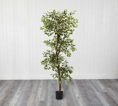 a potted tree in a room with white walls and wood flooring is the focal point for this photo