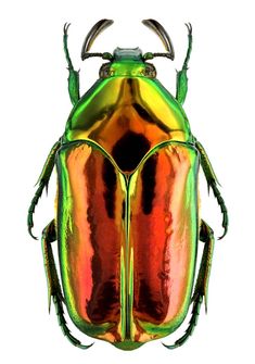 a shiny green and orange bug on a white background