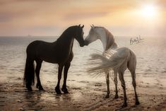 two horses standing next to each other on a beach