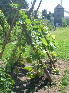 a wooden trellis in the middle of a field