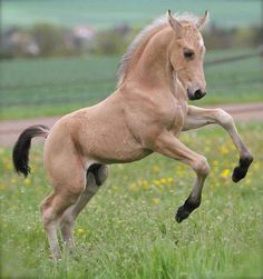 a brown horse is galloping in the grass with it's front legs up