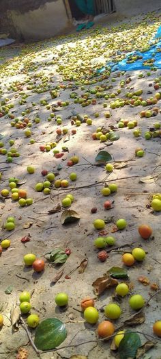 the ground is covered with small green and yellow fruit