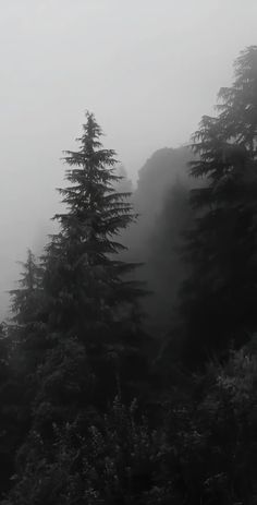 trees in the fog on a mountain side