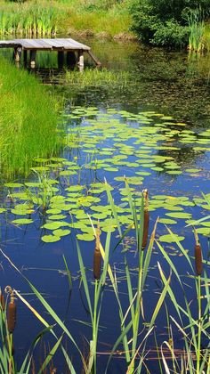 the pond is full of water lilies and reeds with a bench in the background