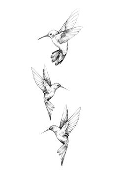 three birds are flying in the air together