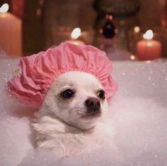 a small white dog wearing a pink hat in a bathtub with candles behind it