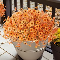 an orange flower arrangement in a white pot on a deck with other flowers and plants