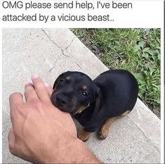 a man is petting a small black and brown dog's head while holding it in his hand