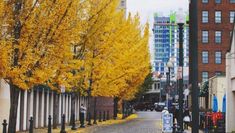 a city street lined with tall buildings and yellow trees