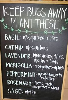 Plants That Repel Bugs, Home Vegetable Garden, Garden Yard Ideas, Veggie Garden, Lawn And Garden, The Plant, Permaculture, Garden Planning, Garden And Yard