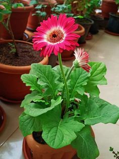 several potted plants with pink flowers in them