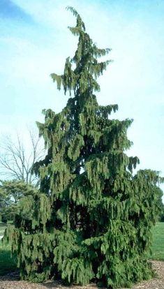 a tall pine tree sitting in the middle of a park