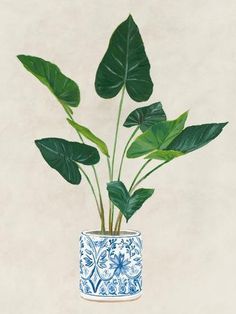 a blue and white potted plant with large green leaves in it's center