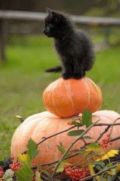 a black kitten sitting on top of two pumpkins