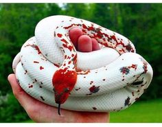 a hand holding a white and red snake