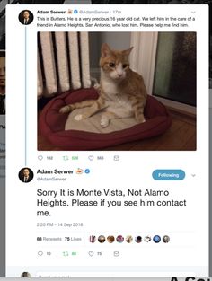 an orange and white cat sitting on top of a bed