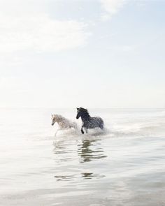 two horses are running through the water in front of each other on a sunny day