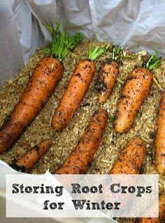 several carrots are sitting in a box on top of some rice with the words, storing root crops for winter