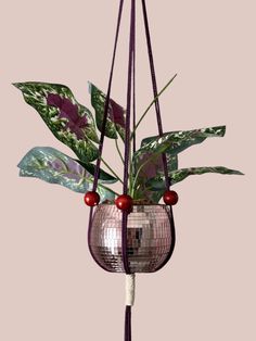 a potted plant hanging from a rope with red berries on it and green leaves in the background