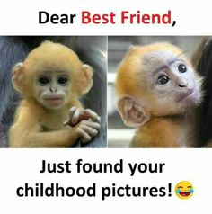 two pictures of monkeys with the caption dear best friend, just found your childhood pictures