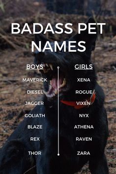 Badass Pet Names for Badass Dogs Male Wolf Names, Wolf Names Ideas, Wolf Names, Ranch Dogs, Scene Writing Prompts, Pet Names For Boyfriend, Cute Animal Names, Dog Names Unique, Pitbull Dog Breed