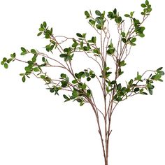 a small tree with green leaves in a pot on a white background, ready to be used as a centerpiece