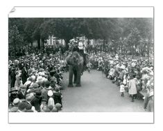 an elephant is walking down the street in front of a large group of people and some trees