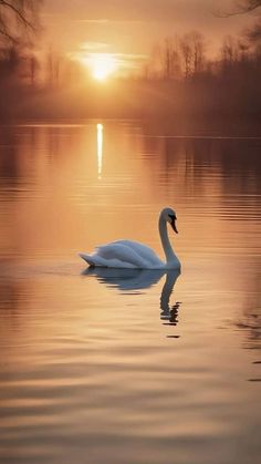 a swan is swimming in the water at sunset