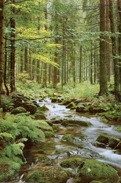 a stream running through a forest filled with lots of green plants and trees on top of rocks