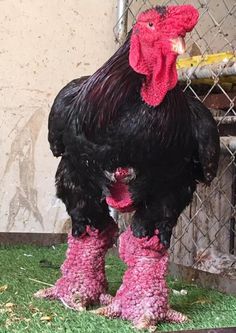 a black and red rooster wearing pink boots